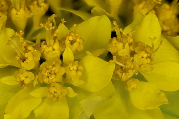 Cojín Purga Euphorbia Epithymoides Inflorescencia Detalle Primer Plano — Foto de Stock