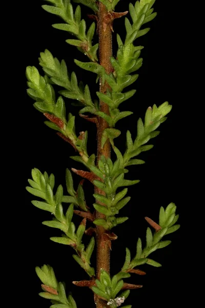 Common Heather Calluna Vulgaris Disparo Vegetativo Detalle Primer Plano — Foto de Stock