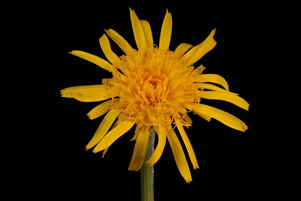Viperafű Scorzonera Humilis Virágzó Capitulum Closeup — Stock Fotó