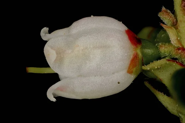 Cowberry Vaccinium Vitis Idaea Primer Plano Flor — Foto de Stock