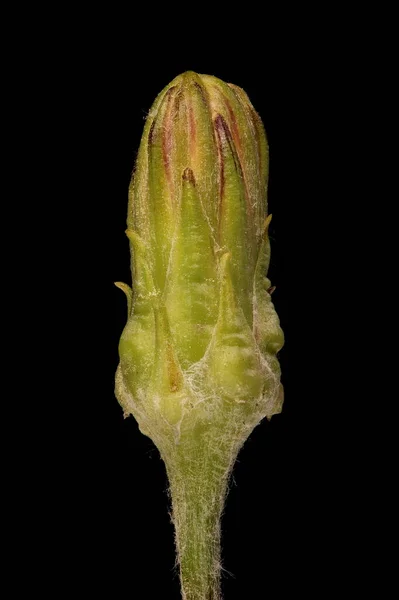 Scorzonera Humilis Закриття Капітулума — стокове фото