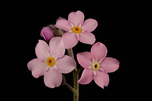 Träförgätmige Inte Myosotis Sylvatica Rosa Formulär Blomstã Llning Detalj Närbild — Stockfoto