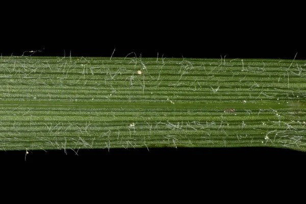 Carex Hirta 叶面细布 — 图库照片