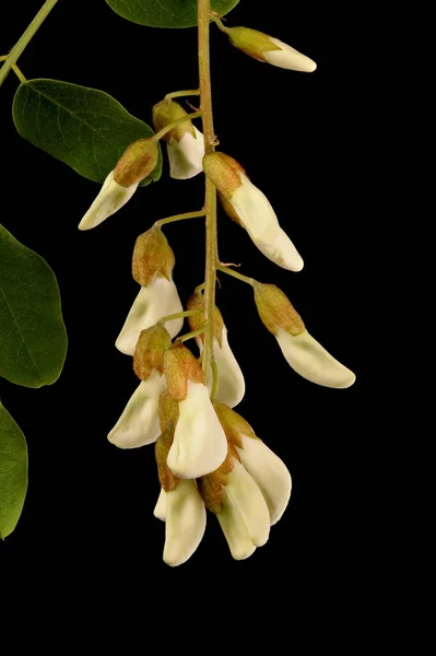 Falsk Acacia Robinia Pseudoacacia Omogen Blomstã Llning Närbild — Stockfoto