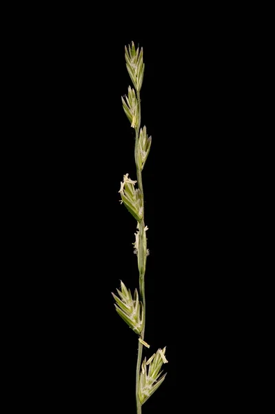 Perennial Rye Grass Lolium Perenne Inflorescence Detail Closeup — Stock Photo, Image