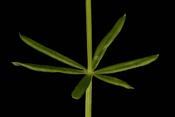 Sövény Bedstraw Galium Mollugo Levél Whorl Szoros — Stock Fotó