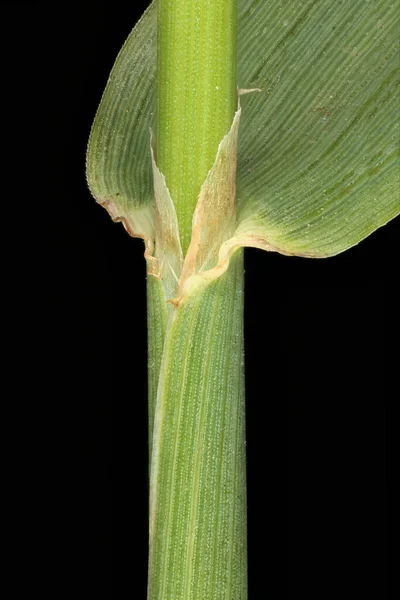 Timothy Phleum Pratense Culm List Sheath Closeup — Stock fotografie