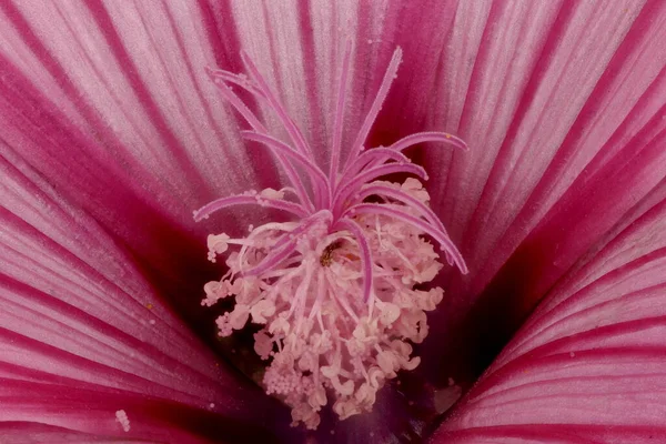 Malva Reale Malva Trimestris Pistillo Stamens Primo Piano — Foto Stock