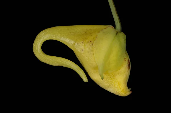 Dokun Bana Balsam Impatiens Noli Tangere Çiçek Bud Kapanışı — Stok fotoğraf