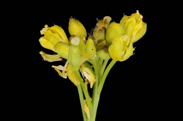 Marsh Amarelo Agrião Rorippa Palustris Detalhe Inflorescência Closeup — Fotografia de Stock