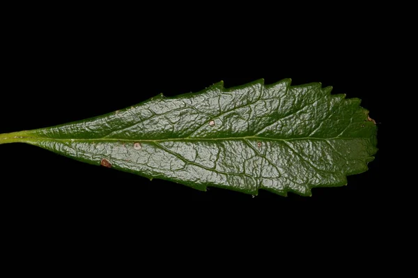 Umbellate Wintergreen Chimaphila Umbellata Detailní Záběr Listu — Stock fotografie