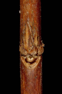 Japon Spiraea (Spiraea japonica). Ek Bud Yakın Çekimi