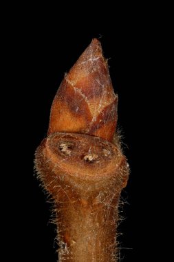 Beyaz Karaağaç (Ulmus Laevis). Terminal Bud Kapanışı