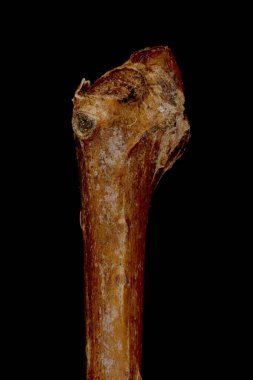 Thicket Creeper (Parthenocissus vitacea). Zirve Kapanışını Çekin