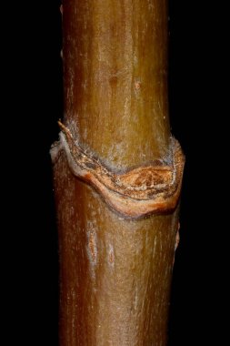 Kül Yaprağı Akçaağaç (Acer negundo). Yaprak Yara Kapanışı