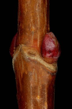 Beyaz Dogwood (Cornus alba). Uçbirim ve Yan Tomurcuklar Kapanış