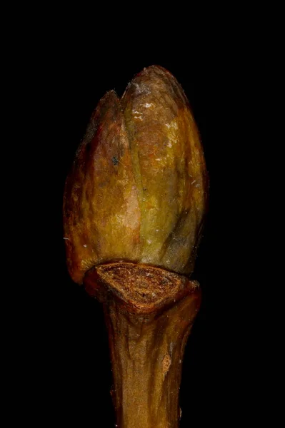 Kleinbladige Kalk Tilia Cordata Terminal Bud Closeup — Stockfoto