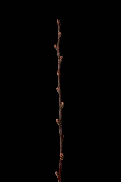 Bruidsspray Spiraea Arguta Overwinteren Twig Closeup — Stockfoto