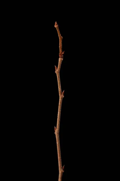 Witte Iep Ulmus Laevis Overwinteren Twig Closeup — Stockfoto