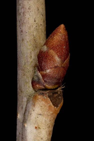 Zwergkirsche Prunus Cerasus Seitliche Knospen Nahaufnahme — Stockfoto