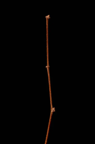 Tresčí Lesík Parthenocissus Vitacea Zimní Větvička Closeup — Stock fotografie