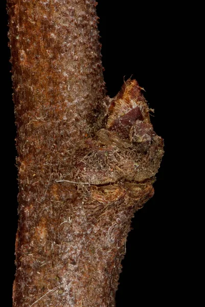Ιαπωνικό Κυδώνι Chaenomeles Japonica Πλευρική Bud Closeup — Φωτογραφία Αρχείου