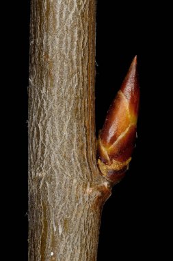 Aspen (Populus tremula). Ek Bud Yakın Çekimi