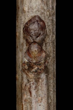 Desert False Indigo (Amorpha fruticosa). Ek Bud Yakın Çekimi