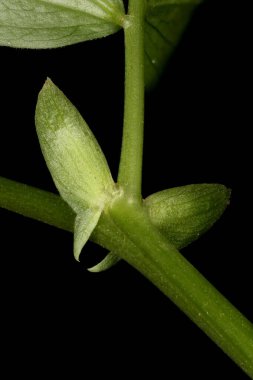 Bahar Vetchling (Lathyrus vernus). Kapatma Koşulları