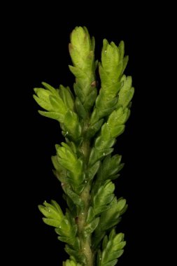Ortak Heather (Calluna vulgaris). Bitkisel Çekim Üst Kapanış