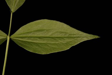 Bahar Vetchling (Lathyrus vernus). Broşür Kapanışı