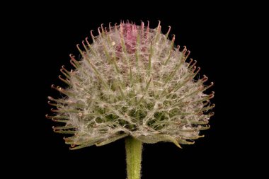Yünlü Burdock (Arctium tomentosum). Capitulum Kapanış