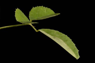 Beyaz Melilot (Melilotus albus). Yaprak Kapanışı