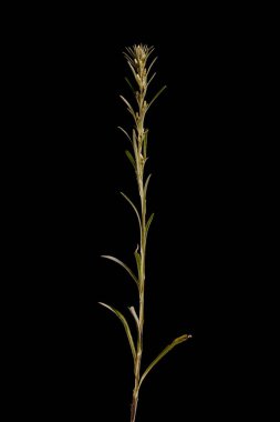 Heath Cudweed (Omalotheca sylvatica). Alışkanlık