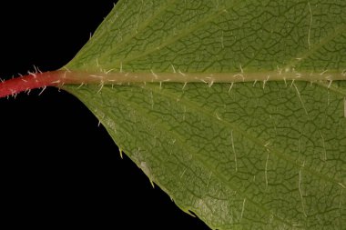 Hardy Kiwi (Actinidia arguta). Yaprak Tabanı Kapanışı