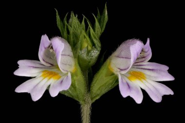 Bahar Eyebright (Euphrasia x vernalis). Inflorescence Detay Kapatma