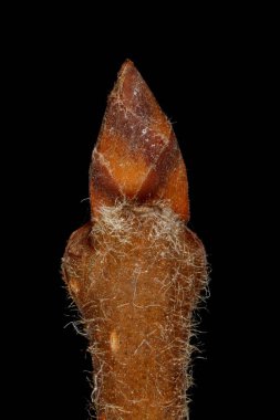 Beyaz Karaağaç (Ulmus Laevis). Terminal Bud Kapanışı