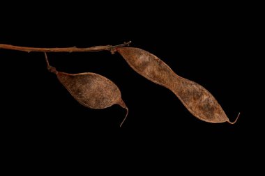 False Acacia (Robinia psödoacia). Olgun İnfructescence Ayrıntısı Kapatma