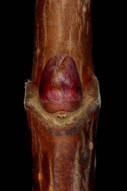 Norveç akçaağacı (Acer platanoides). Ek Bud Yakın Çekimi