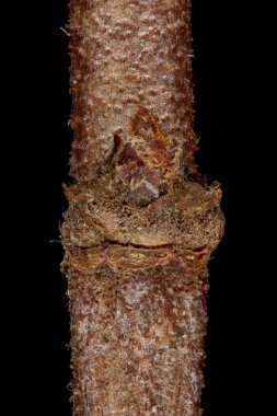 Japon ayva (Chaenomeles japonica). Ek Bud Yakın Çekimi