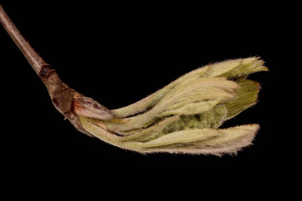 Rowan Sorbus Aucuparia Hoja Apertura Brote Flores Primer Plano — Foto de Stock