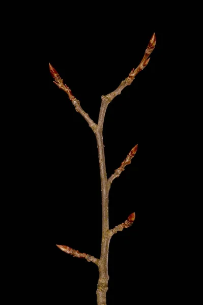 Aspen Populus Tremula Wintering Twig Closeup — Fotografia de Stock