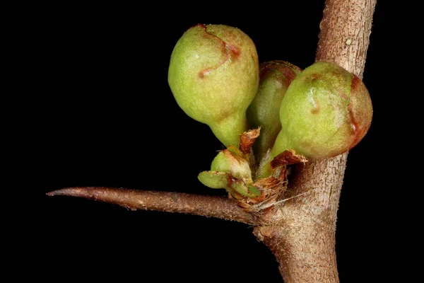 Японський Кінь Chaenomeles Japonica Квіткові Цибулини Розсадка Хребта — стокове фото