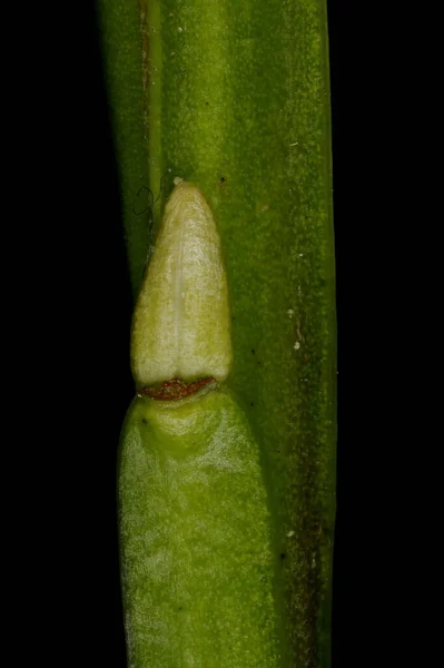 Fekete Áfonya Vaccinium Myrtillus Oldalirányú Bud Closeup — Stock Fotó