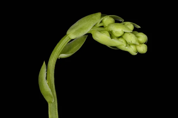 Serrated Wintergreen Orthilia Secunda Infiorescenza Immatura Primo Piano — Foto Stock