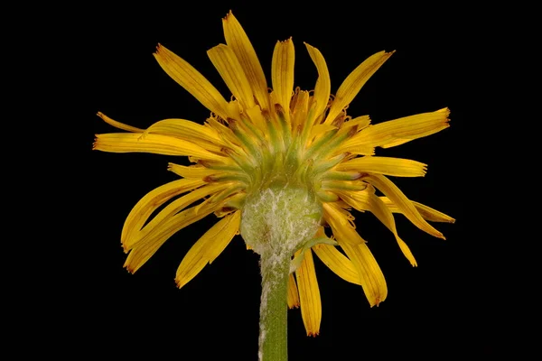 Γρασίδι Της Οχιάς Scorzonera Humilis Άνθηση Capitulum Closeup — Φωτογραφία Αρχείου