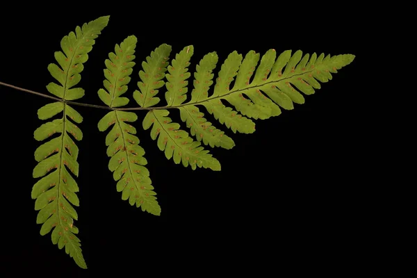 Oak Fern Gymnocarpium Dryopteris Bazal Pinna Kapanışı — Stok fotoğraf