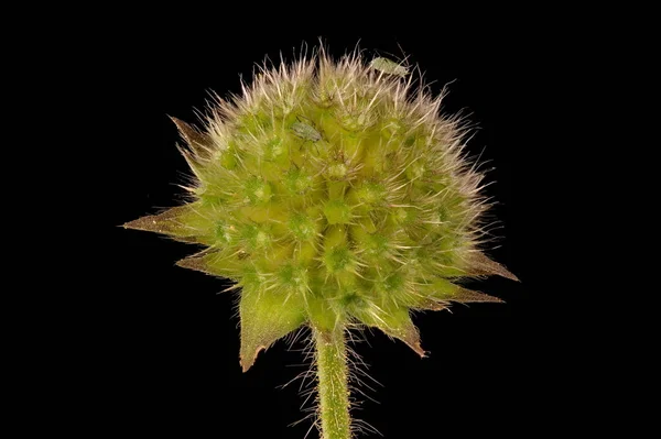 Field Scabious Knautia Arvensis Primer Plano Del Capitulum Fructífero — Foto de Stock