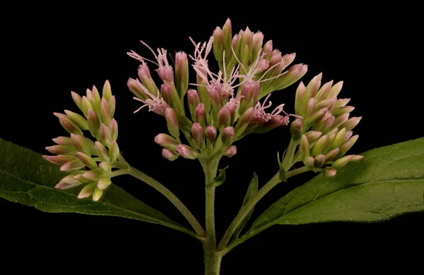 Konopie Siewne Eupatorium Cannabinum Kwiatostan Zbliżenie — Zdjęcie stockowe