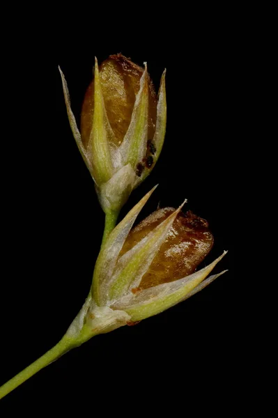 Mjuk Rush Juncus Effusus Kapslar Närbild — Stockfoto